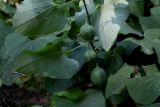 Aristolochia clematitis