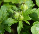 Ranunculus sardous