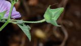 Malva punctata