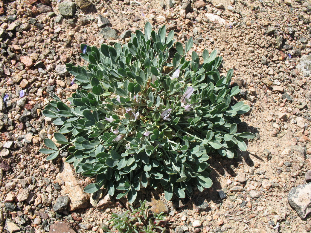 Изображение особи Astragalus borodinii.