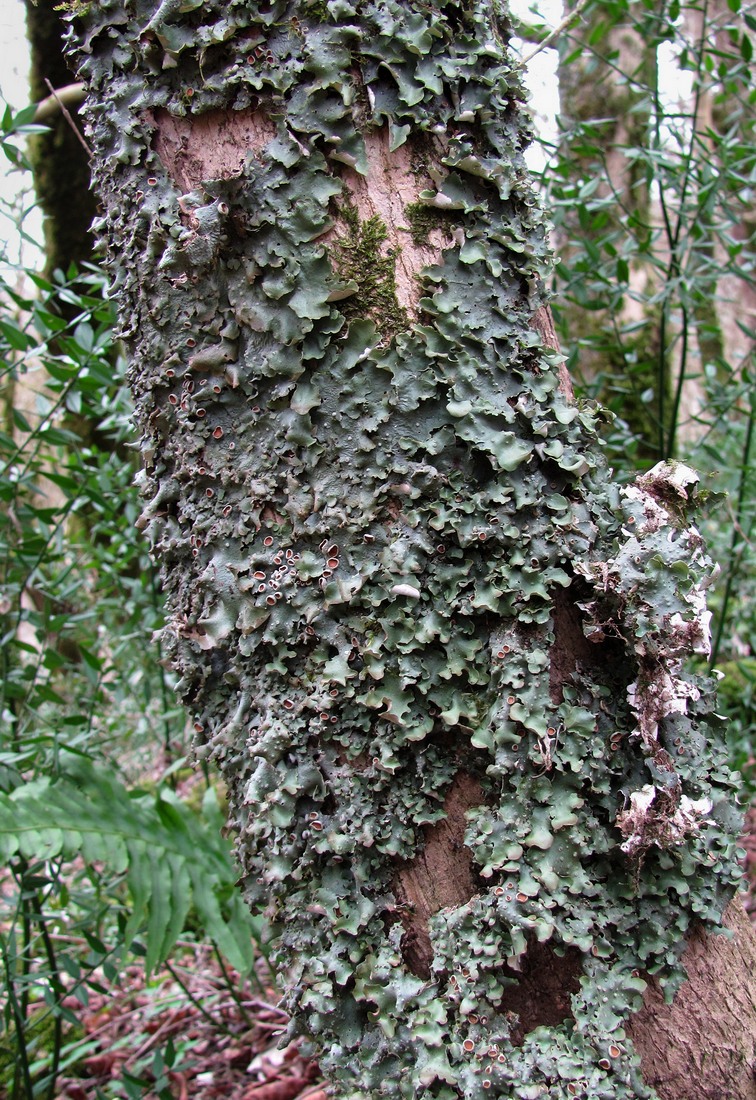 Image of Lobaria virens specimen.