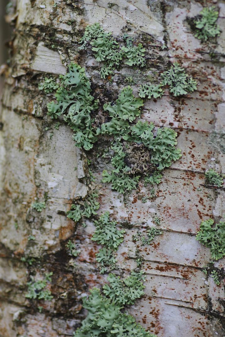 Изображение особи Hypogymnia physodes.