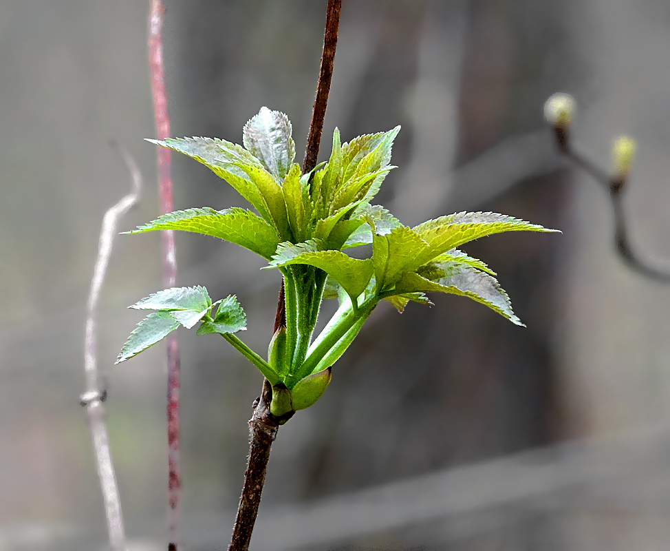 Изображение особи Sambucus racemosa.