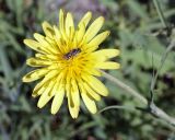 genus Tragopogon. Соцветие с фуражирующей пчелой. Армения, Армавирская обл., г. Вагаршапат, около церкви Св. Гаянэ. 30.04.2017.