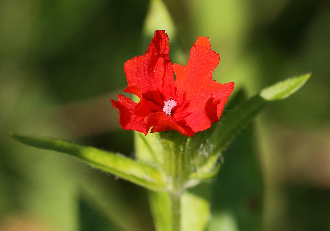 Изображение особи Lychnis chalcedonica.