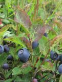 Vaccinium myrtillus