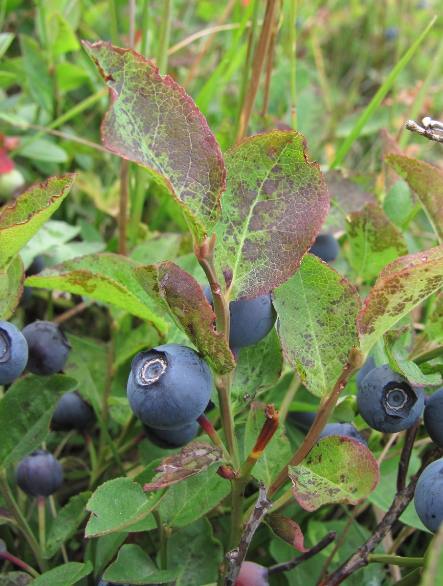 Изображение особи Vaccinium myrtillus.