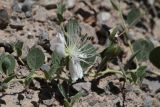 Capparis herbacea