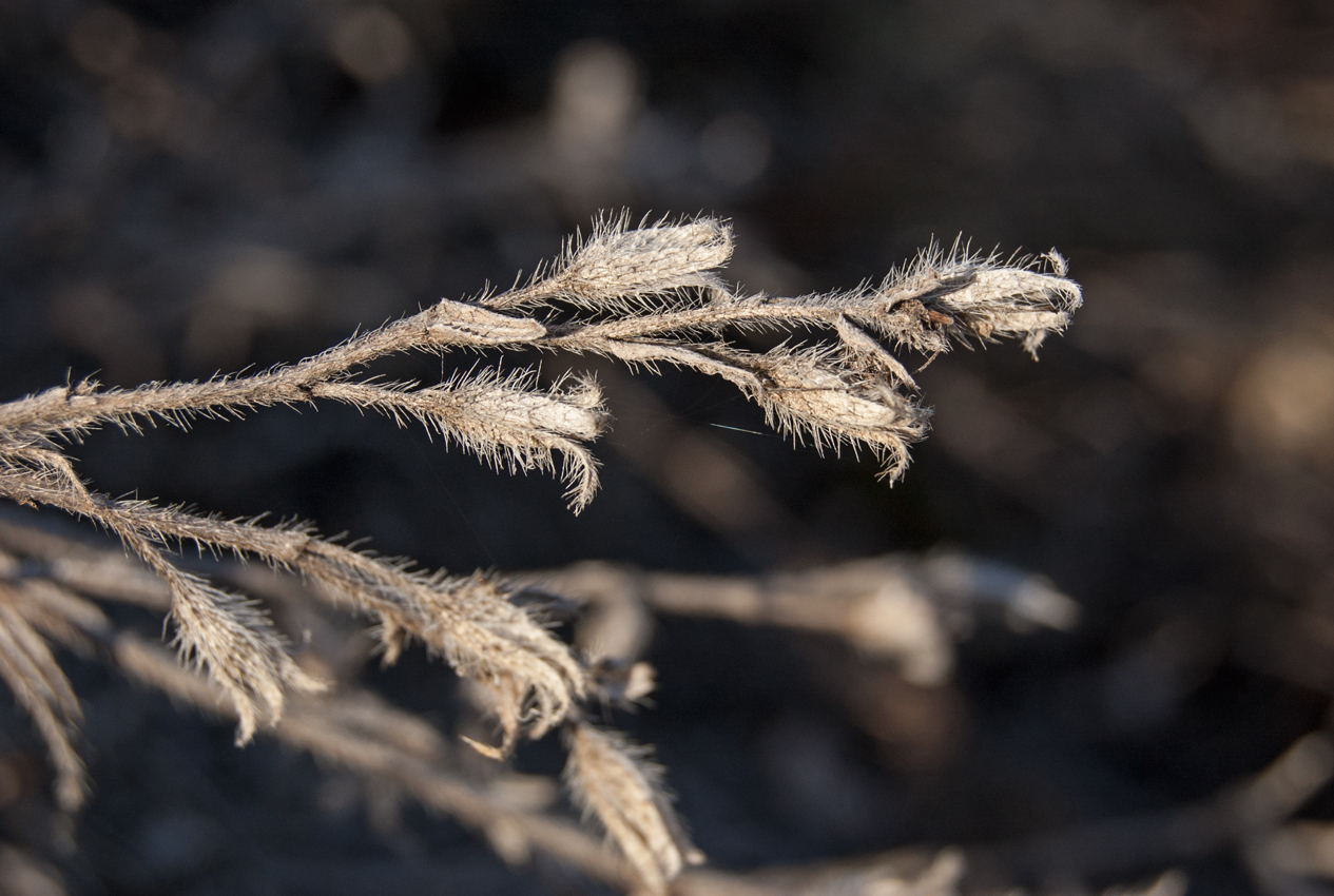 Изображение особи Onosma volgensis.