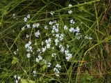 Myosotis cespitosa