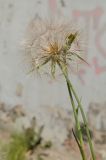 Tragopogon pratensis. Верхушка побега с соплодием. Пермь, Свердловский р-н, заросший газон. 24 июля 2018 г.