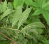 Salix bebbiana