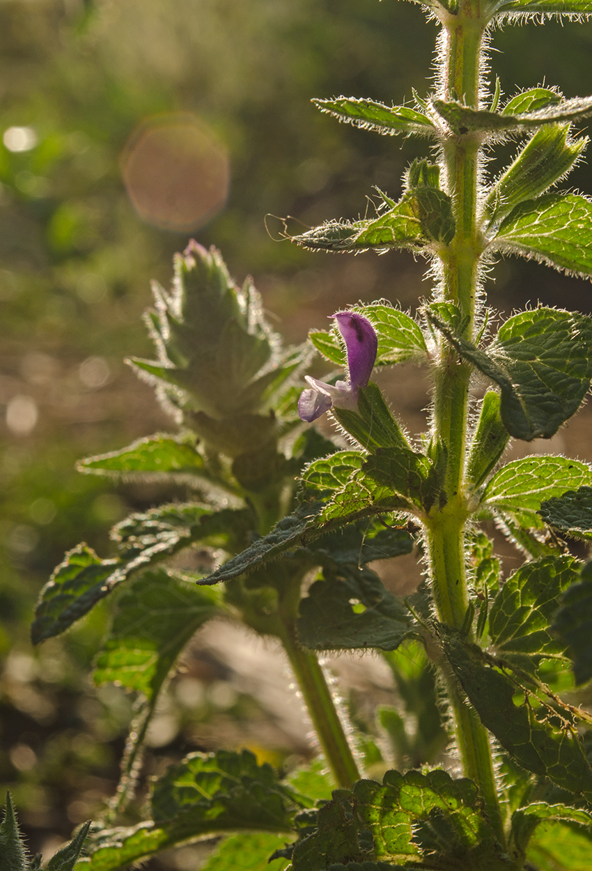 Изображение особи Salvia viridis.