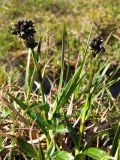 Scirpus maximowiczii