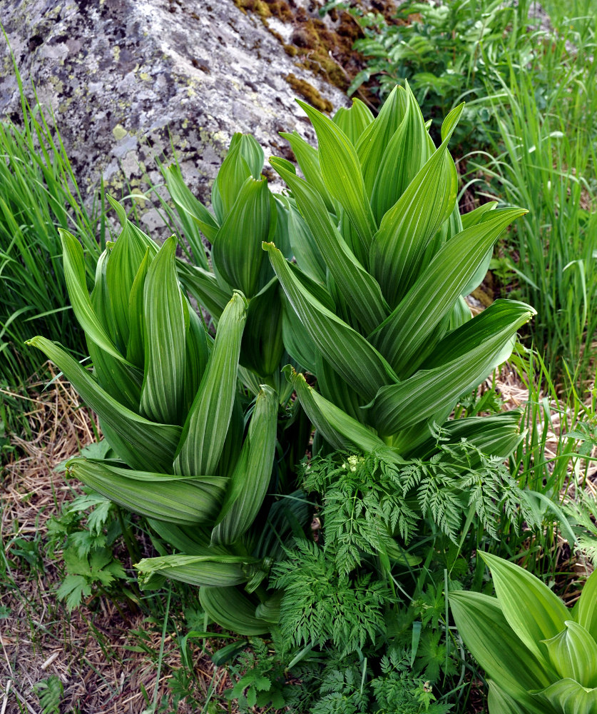 Изображение особи Veratrum lobelianum.