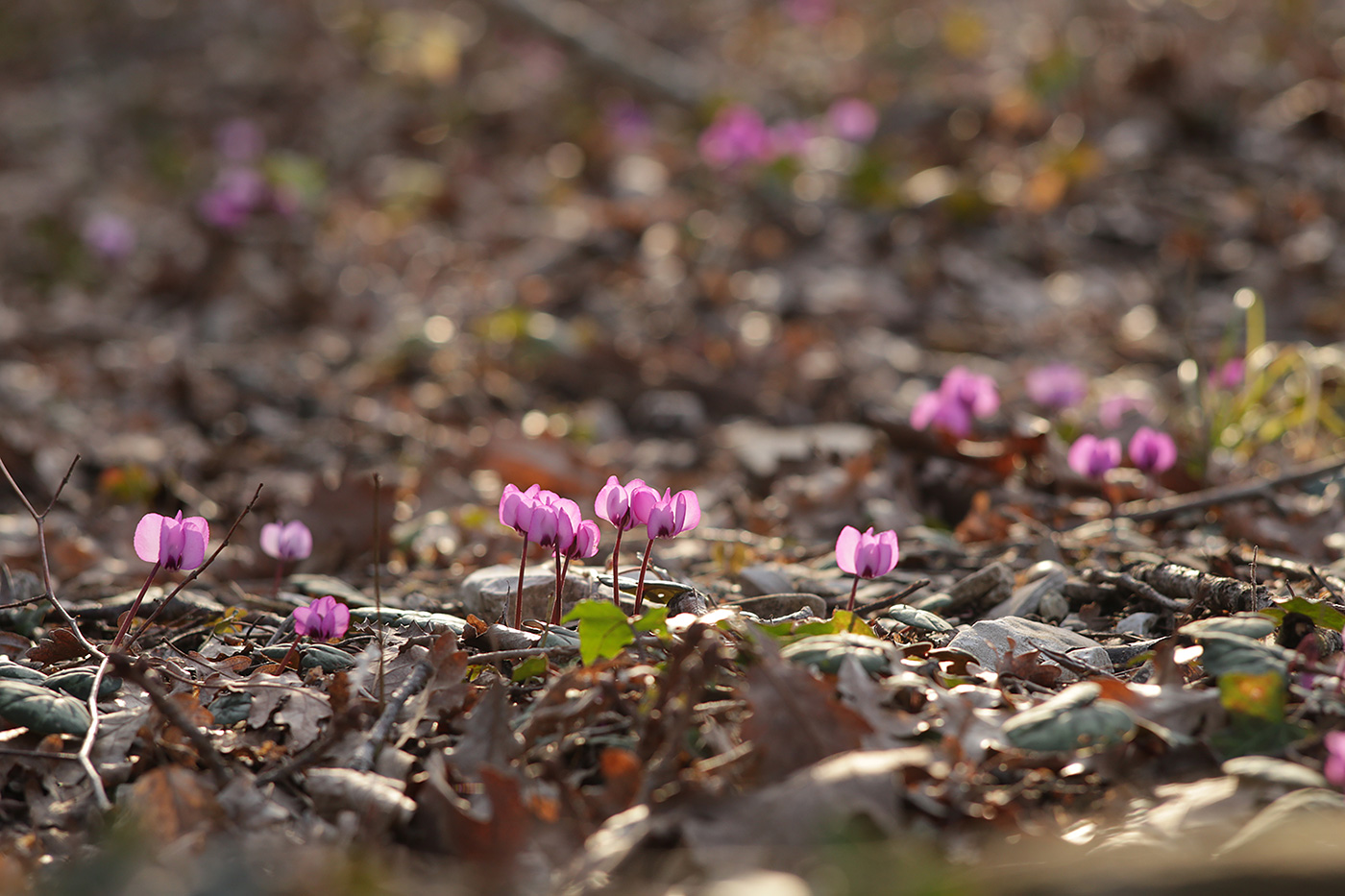 Image of Cyclamen coum specimen.