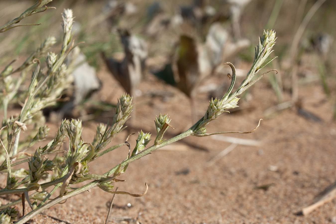 Изображение особи Corispermum leptopterum.