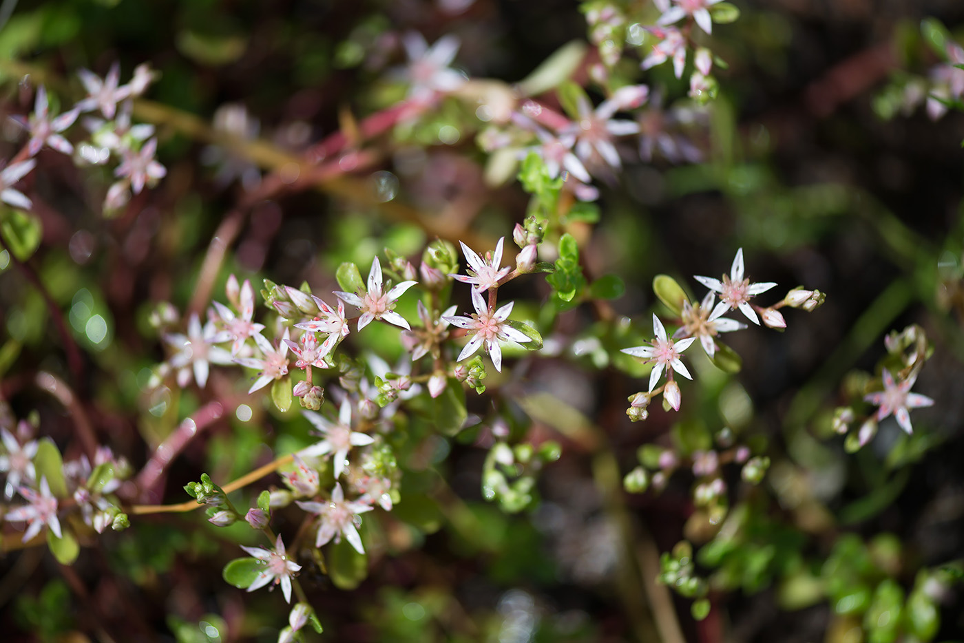 Изображение особи Sedum stoloniferum.