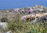 Armeria ruscinonensis