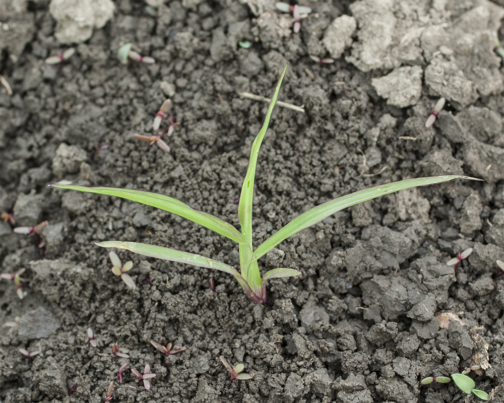 Image of Echinochloa crus-galli specimen.