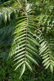 Rhus typhina