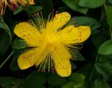 Hypericum calycinum. Цветок. Крым, Симферополь, ботанический сад, в культуре. 03.07.2015.