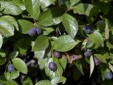 Cotoneaster lucidus