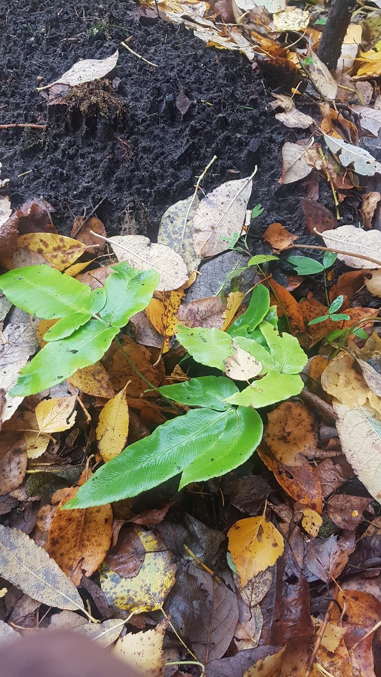 Изображение особи Dryopteris sieboldii.