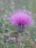 Cirsium canum