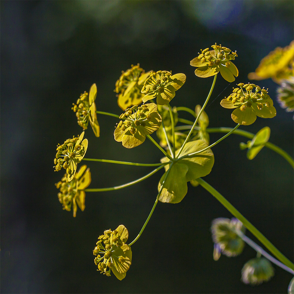 Изображение особи Bupleurum longifolium ssp. aureum.