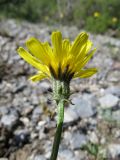 Crepis oreades. Соцветие. Казахстан, Туркестанская обл., Толебийский р-н, территория Сайрам-Угамского национального парка; Угамский хр., долина р. Сайрам-Су, ≈ 2100 м н.у.м., щебнистая осыпь. 03.07.2019.