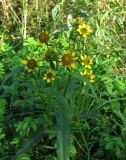 Bidens cernua var. radiata