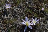 Bulbocodium versicolor