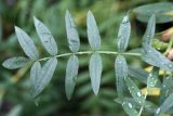 Hedysarum alpinum