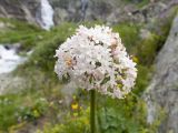 Valeriana alpestris. Соцветие. Карачаево-Черкесия, Урупский р-н, Кавказский биосферный заповедник, Имеретинское ущелье, ≈ 2200 м н.у.м., скалы под Верхним Имеретинским водопадом, в скальной расщелине. 28.07.2022.