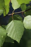 Betula pubescens. Лист (вид на абаксиальную поверхность). Ленинградская обл., Кингисеппский р-н, окр. дер. Выбье, экологическая тропа; правый берег р. Выбья близ устья. 28.05.2023.