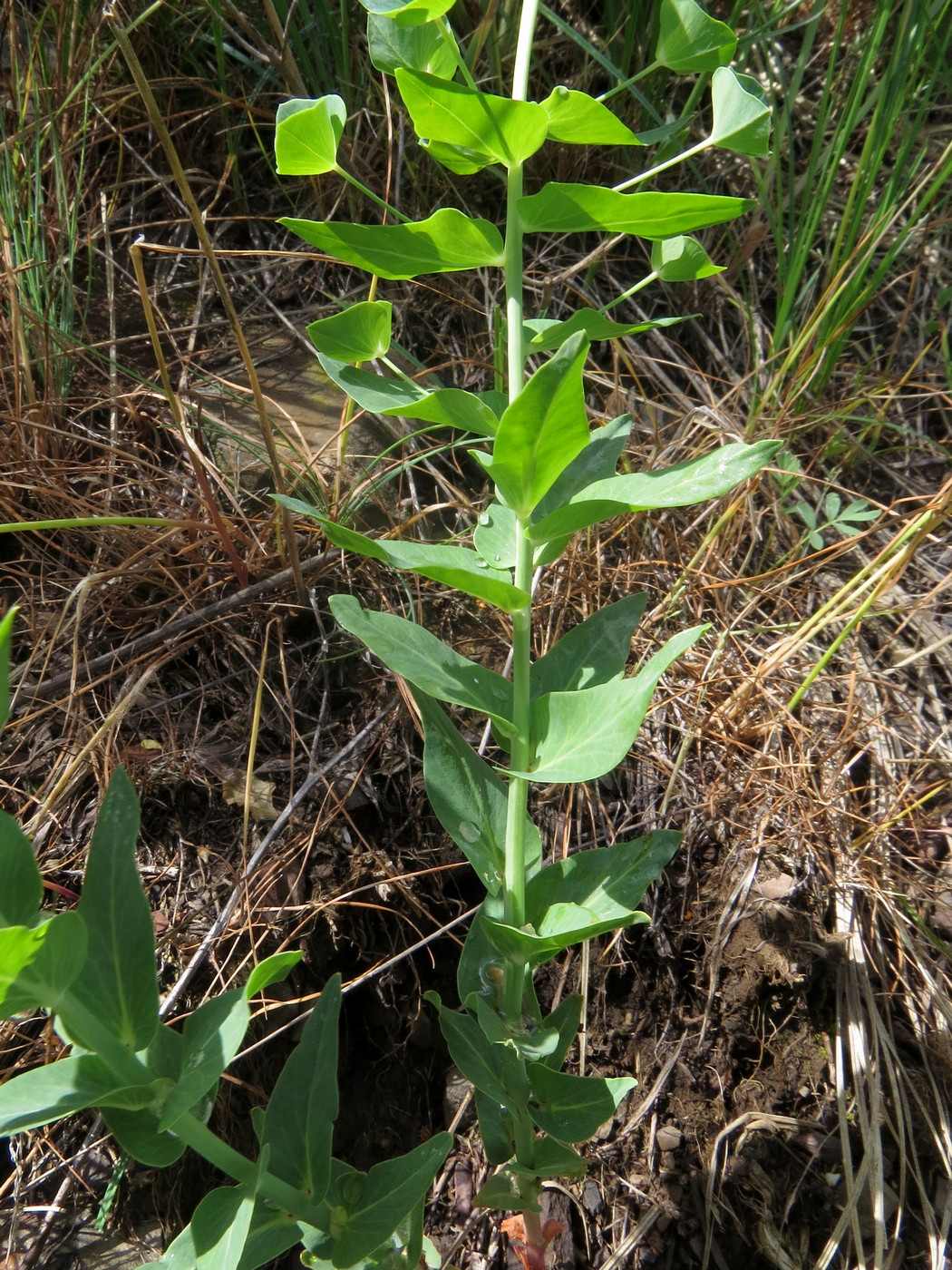 Изображение особи Euphorbia sewerzowii.