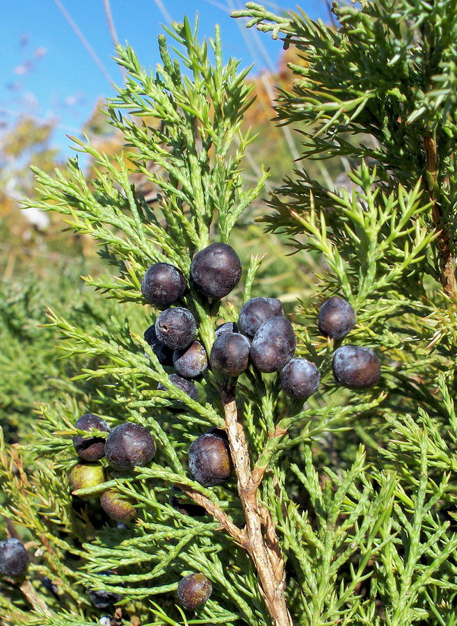 Изображение особи Juniperus davurica.