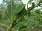 Chamaecytisus ruthenicus