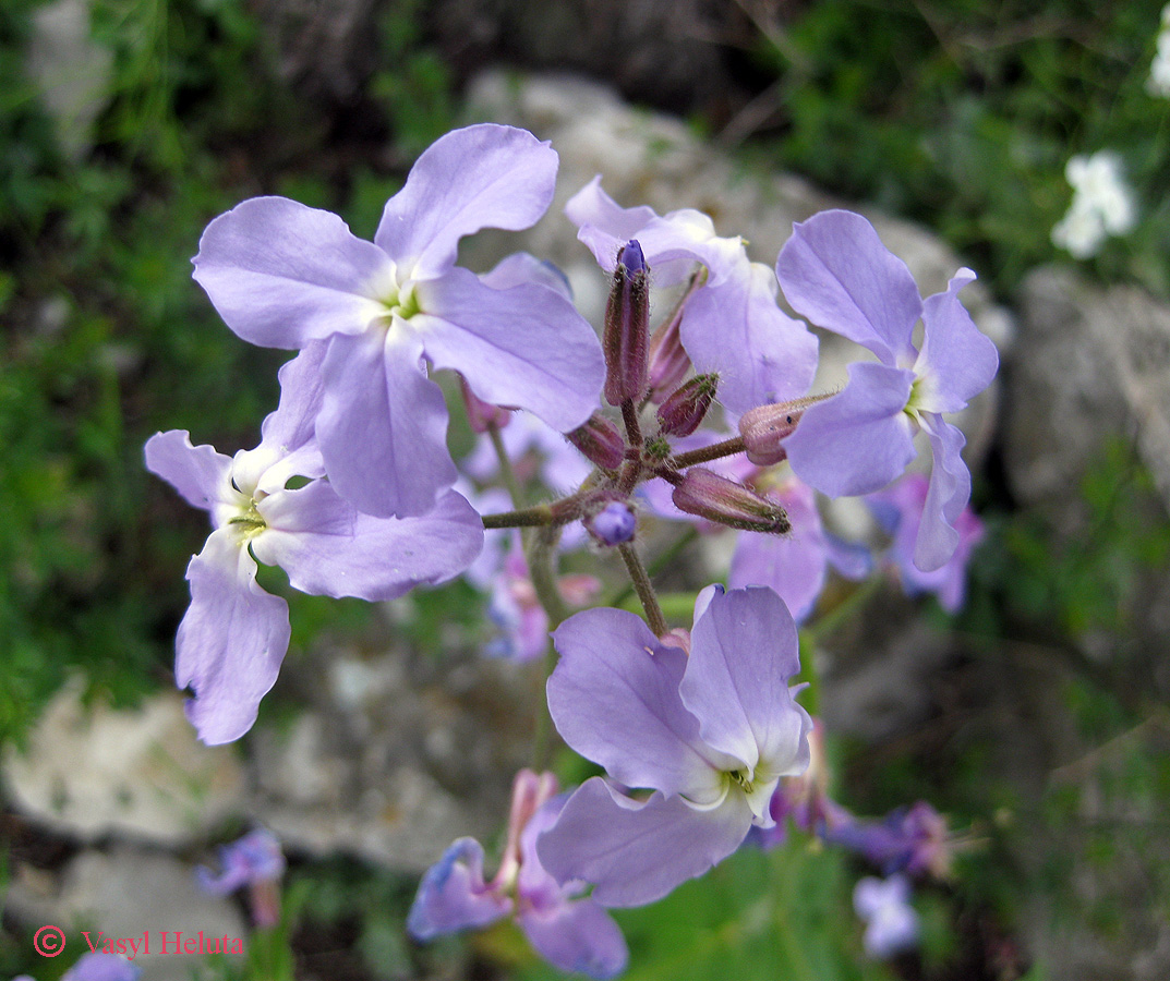 Изображение особи Hesperis steveniana.