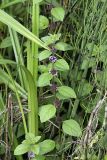 Mentha arvensis