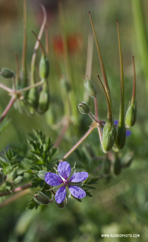 Изображение особи Erodium ciconium.