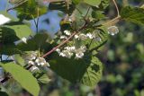 Actinidia kolomikta