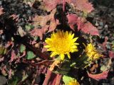 Sonchus oleraceus. Соцветия и основание листа. Владивосток, Академгородок. 14 октября 2012 г.