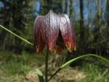 Fritillaria meleagris