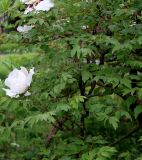 Paeonia suffruticosa