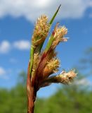 Eriophorum komarovii. Соцветие. Хабаровский край, Ванинский р-н, окр. пос. Высокогорный. 05.06.2013.