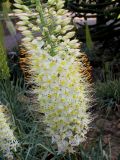 Eremurus himalaicus