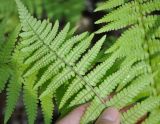 Dryopteris filix-mas