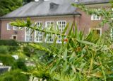Araucaria bidwillii. Верхушки веточек. Германия, г. Мюнстер, ботанический сад Вестфальского университета. Июль 2014 г.